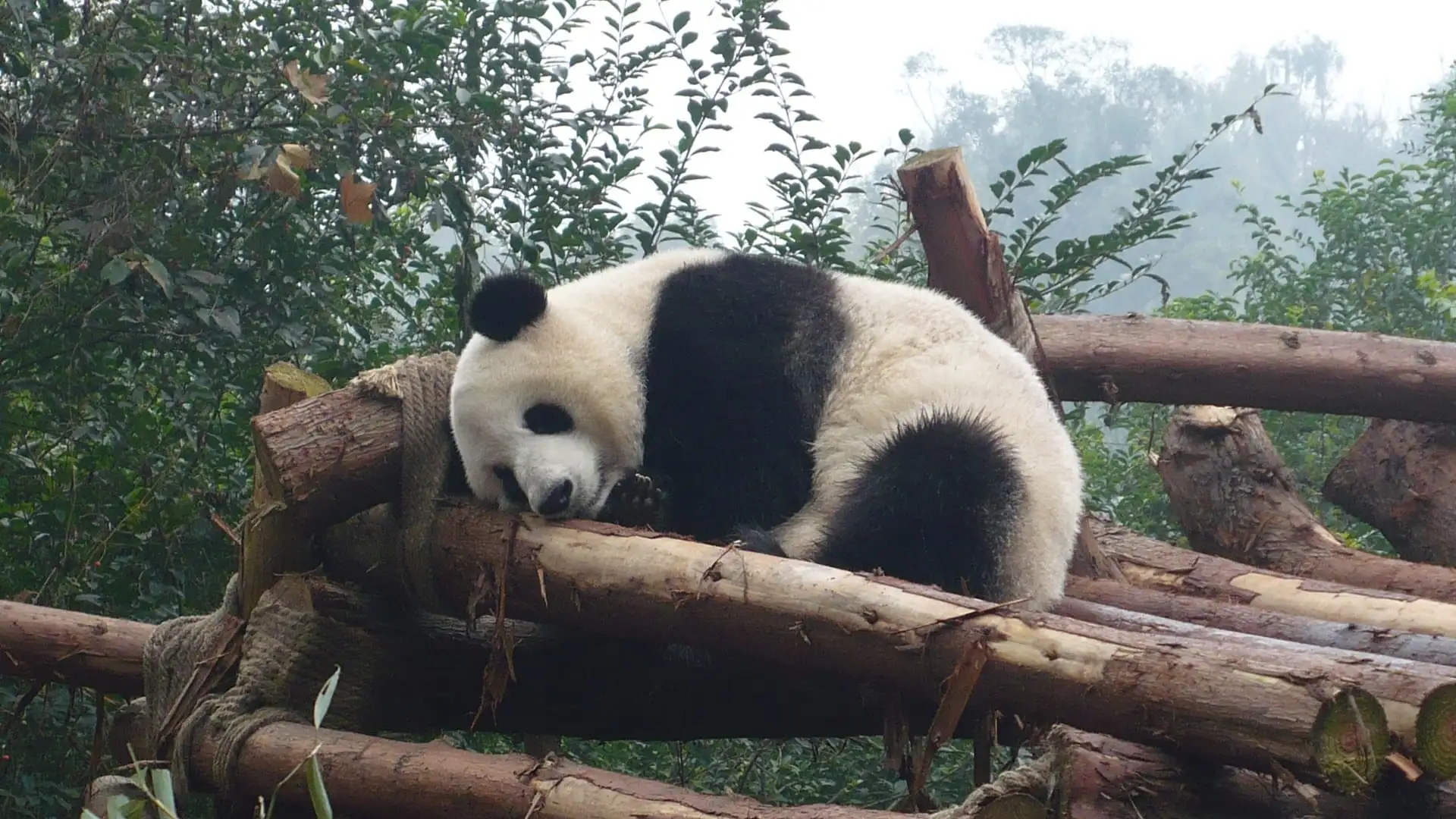 A giant panda resting on a wooden platform at the Chengdu Panda Base